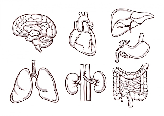Organes humains. images médicales Vecteur Premium