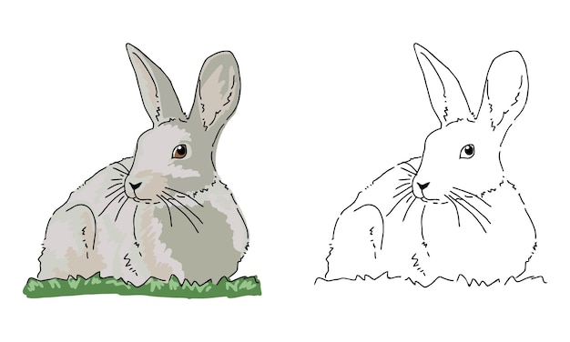 Page De Coloriage Lapin Dessine A La Main Pour Enfant Vecteur Premium