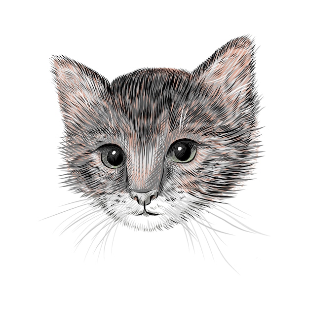 Petit Chat Illustration De Chaton Croquis Dessine A La Main Portrait D Animal Familier Animal Mignon Vecteur Premium