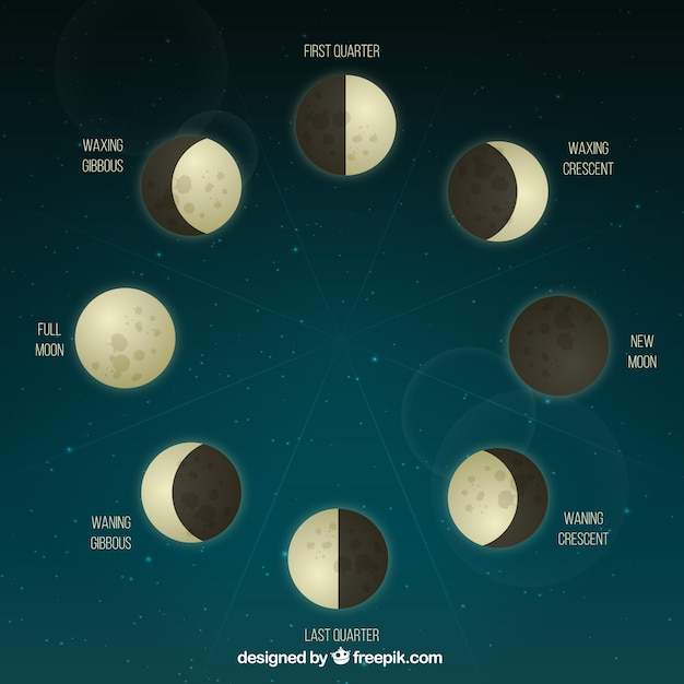 Phases De La Lune Dans La Conception Réaliste | Vecteur Gratuite