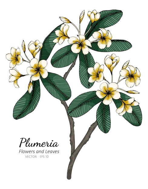 Plumeria Fleur Et Feuille Dessin Illustration Avec Dessin ...