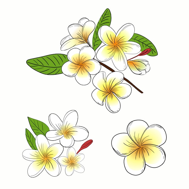 Plumeria Ou Fleur De Frangipanier Illustration Collection