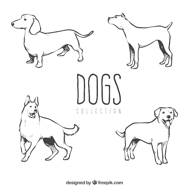 Plusieurs Chiens Dessines A La Main De Differentes Races Vecteur Gratuite