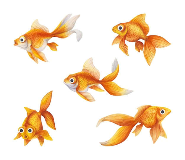 Poisson Rouge Exotique Un Ensemble D Illustrations Realistes Vecteur Premium