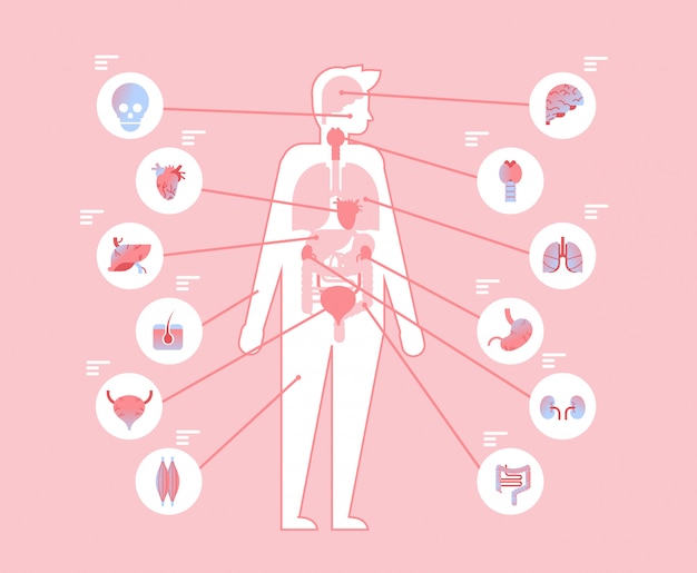 Principaux Organes Internes Du Corps Humain A L Interieur De La Structure Anatomique Vecteur Premium