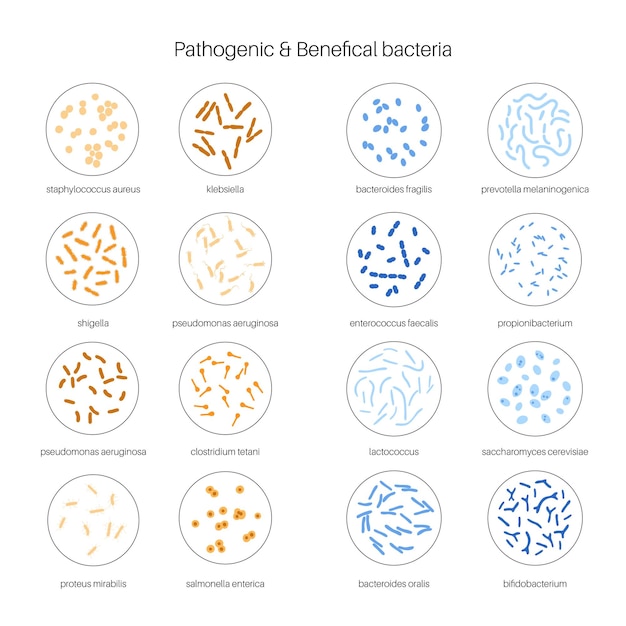 Probiotiques Bact Ries Pathog Nes Et B N Fiques Les Plus Courantes