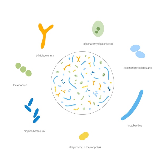 Probiotiques Bactéries Pathogènes Et Bénéfiques Les Plus Courantes