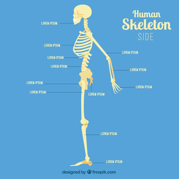  Profil  de  squelette  humain T l charger des Vecteurs 