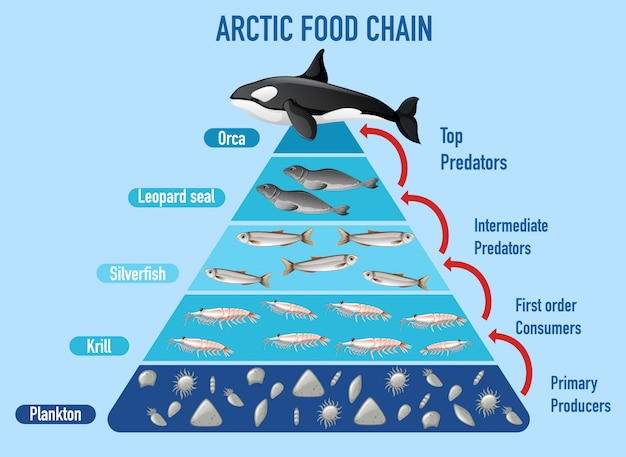 Pyramide De La Chaîne Alimentaire Arctique | Vecteur Gratuite