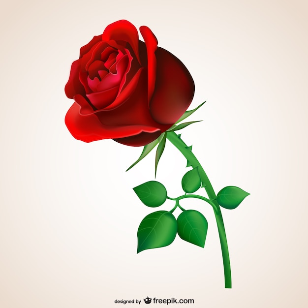 Rose rouge passion Vecteur gratuit