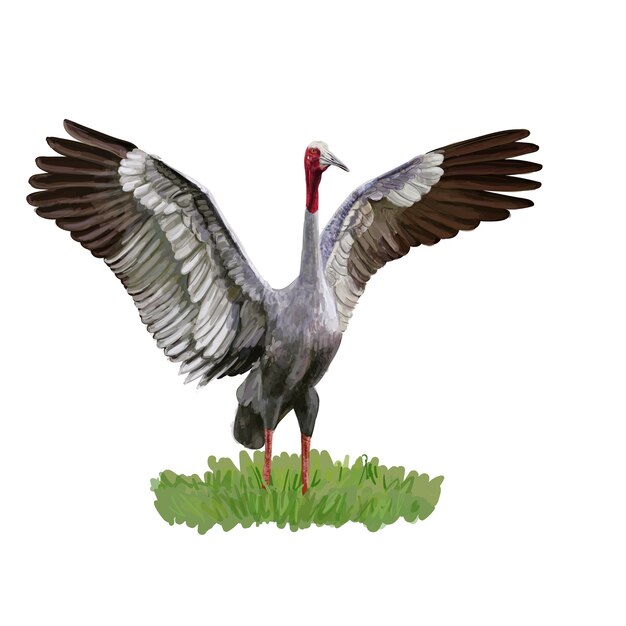 Sarus Crane Oiseau Déployer Les Ailes Sur Lherbe Verte