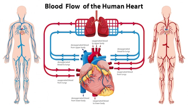 schema montrant la circulation sanguine du coeur humain_1308 461