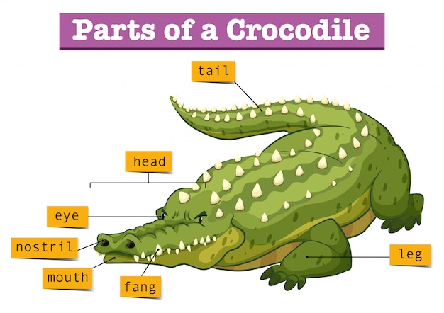 Schema Montrant Des Parties De Crocodile Vecteur Gratuite