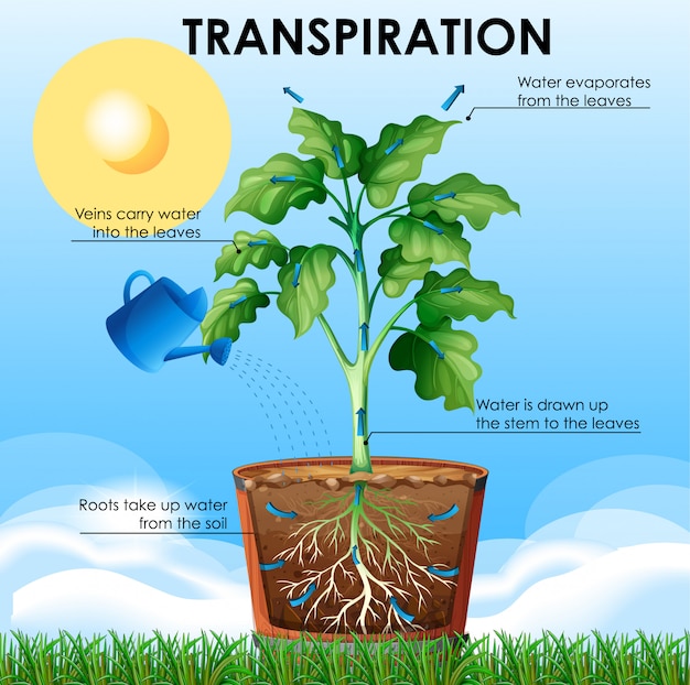 Schéma Montrant La Transpiration Avec La Plante Et L'eau | Vecteur Gratuite