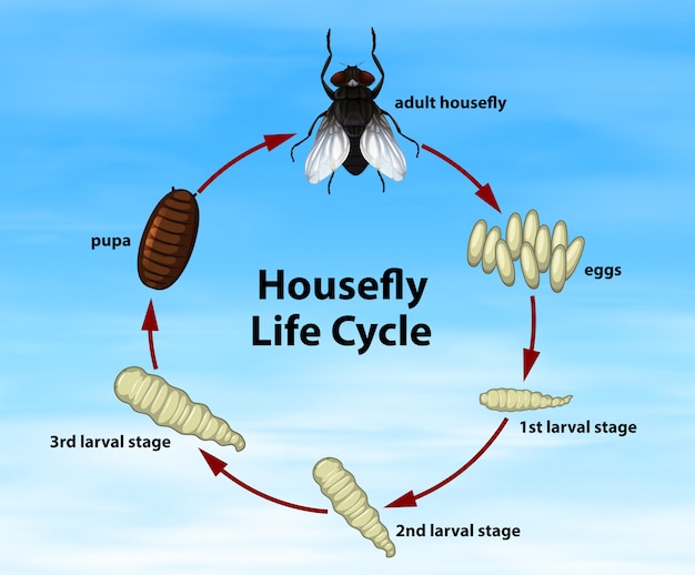 Science Lifefly Cycle De Vie Vecteur Gratuite