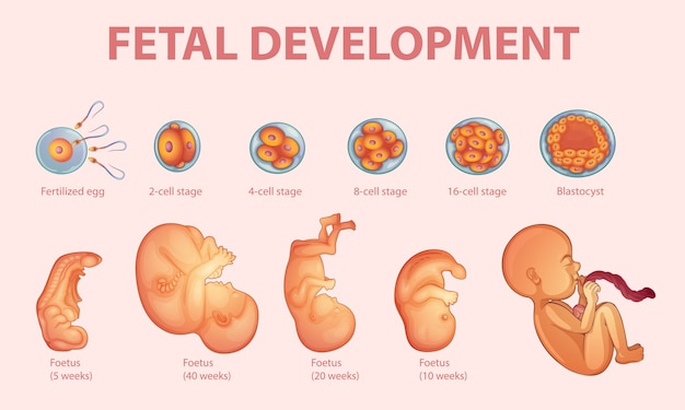 Stades Du Développement Embryonnaire Humain Vecteur Gratuite 