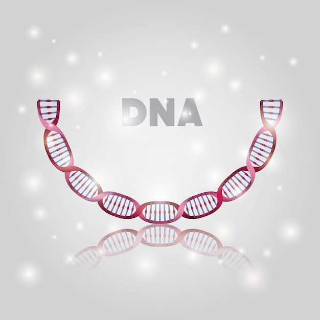 Structure d'un demi-cercle de molécule d'adn Vecteur Premium