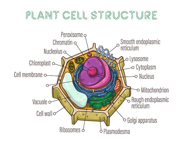 Centrioles | Vecteurs et Photos gratuites