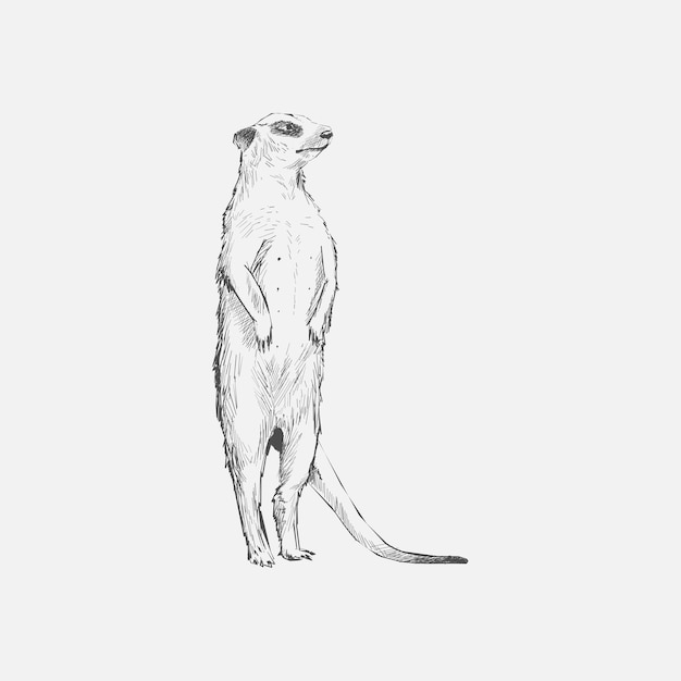 Style De Dessin D Illustration De Suricate Vecteur Premium