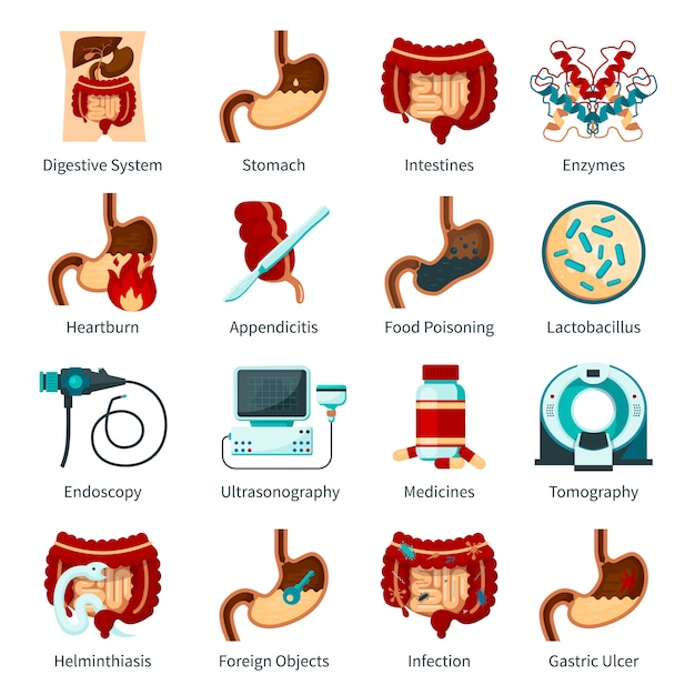 Système digestif flat icon set Vecteur gratuit