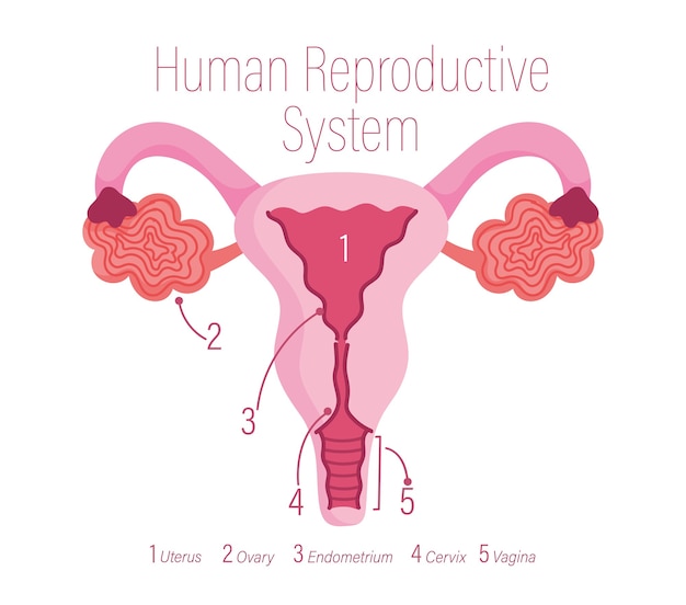 Système Reproducteur Humain Féminin Illustration Dorgane Interne Sain Vecteur Premium 