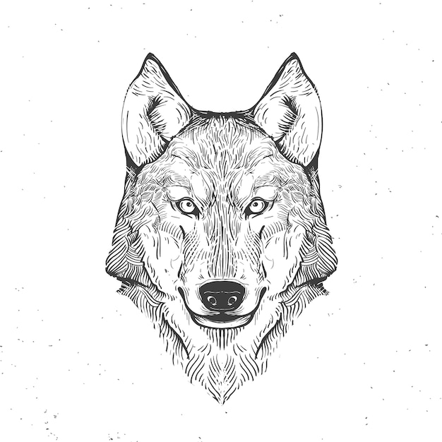 Tete De Loup Blanc Illustration Vintage Dessine A La Main Vecteur Premium