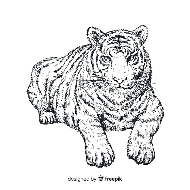 Tigre Realiste Dessine A La Main Vecteur Gratuite