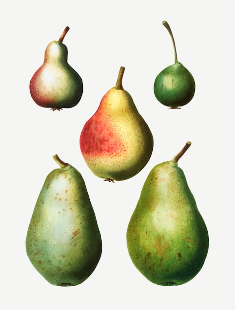 Types De Poire Vintage Dessin Vecteur Gratuite