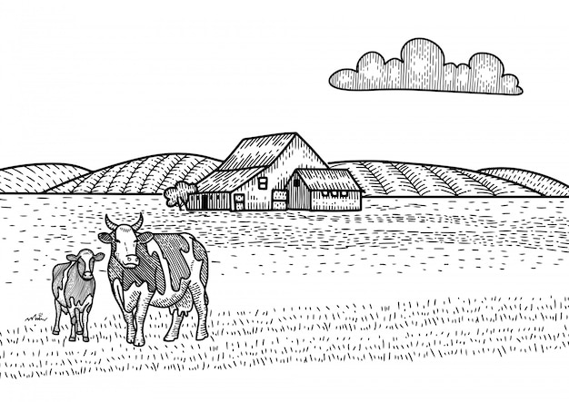 Vache Et Veau Paissant Sur Prairie Grange De Ferme Sur Le Fond Illustration De Croquis Dessines A La Main Dans Le Style De Gravure Paysage De Campagne Vecteur Premium