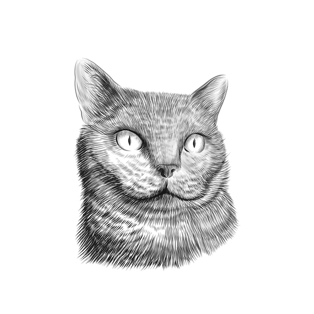 Visage De Race De Chat British Shorthair Croquis De Dessin Noir Et Blanc Animal Dessine A La Main Vecteur Premium