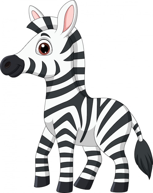 Zebre Bebe Mignon Posant Isole Sur Blanc Vecteur Premium