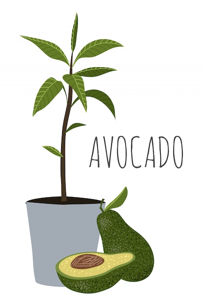 Aguacate Arbol De Aguacate Medio Entero Y Con Hojas En Maceta Vector Premium