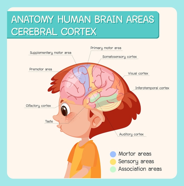 Anatomía De Las áreas Del Cerebro Humano Corteza Cerebral Con Etiqueta ...