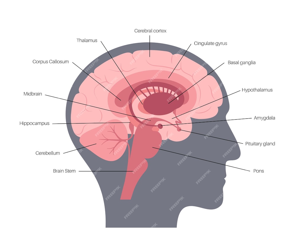 Anatomía Del Cerebro Humano Sobre Un Fondo Blanco Sistema Límbico Y Red Neuronal Ganglios 2184