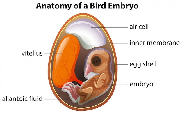 Anatomía De Un Embrión De Ave Vector Premium 3042