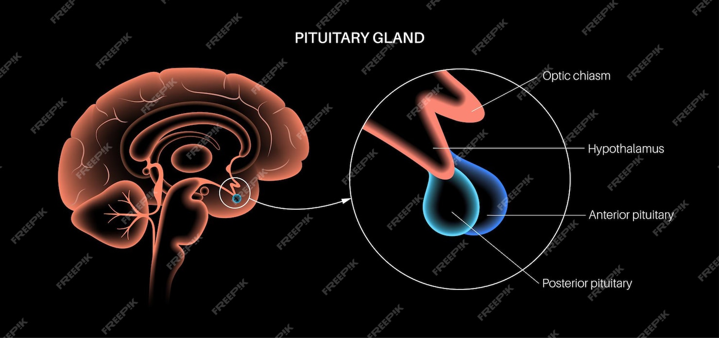 Anatomía De La Glándula Pituitaria Concepto De Sistema Endocrino