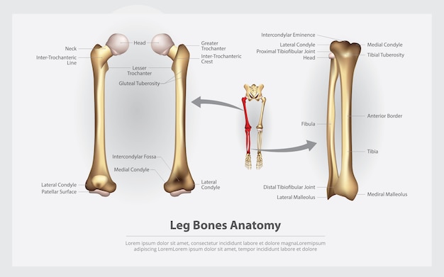 Anatomía humana huesos de la pierna con ilustración vectorial de detalle Vector Premium