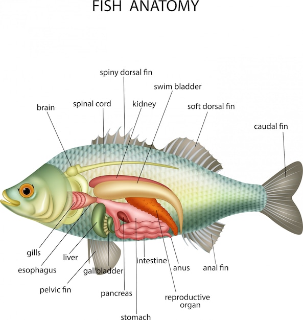 Anatomía De Los Peces | Vector Premium