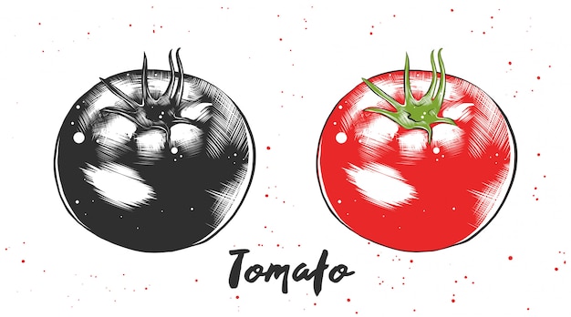 Boceto Dibujado A Mano De Tomate Vector Premium 1246