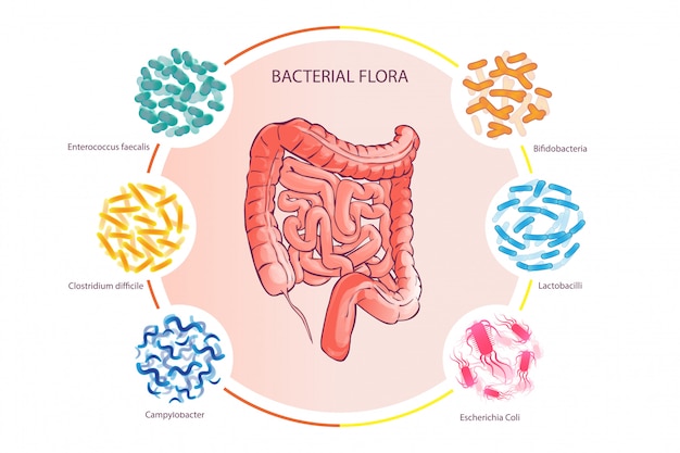 Buena Flora Bacteriana Ilustración Vector De Colon Humano | Vector Premium