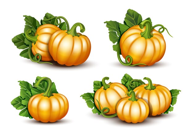 Calabazas con hojas ilustración aislada Vector Premium