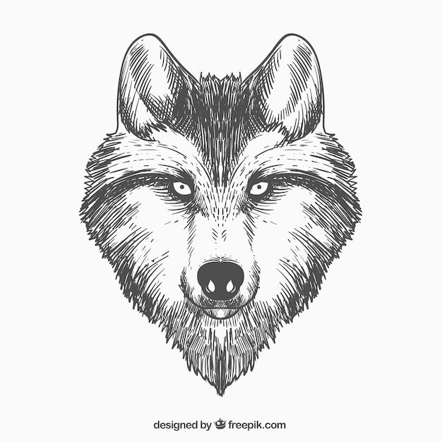 Cara de lobo dibujada a mano | Vector Gratis