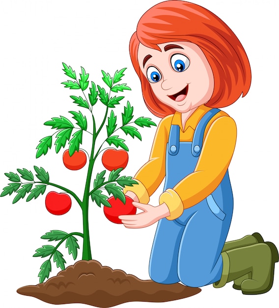 Chica de dibujos animados cosechando tomates | Vector Premium