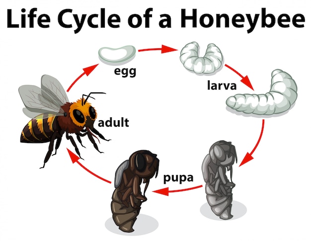 Ciclo De Vida De Una Abeja Descargar Vectores Premium