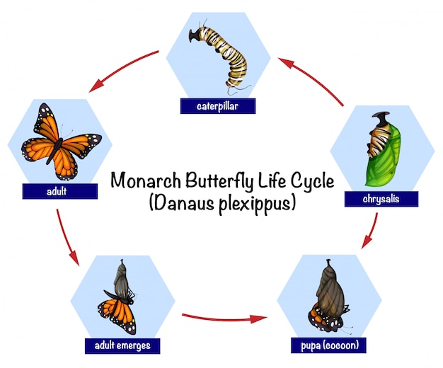 ciclo-de-vida-de-la-mariposa-monarca-vector-premium-porn-sex-picture