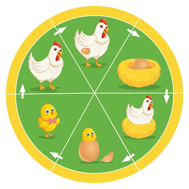 Ciclo De Vida Del Pollo Vector Premium