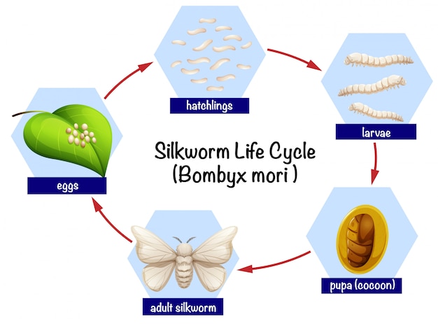 Resultado de imagen para ciclo del gusano de seda
