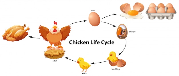El Ciclo De Vida De Los Pollos