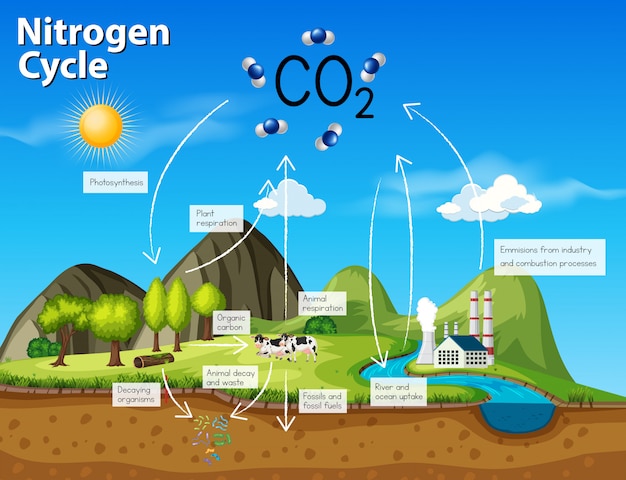 27+ Esquema Ciclo Del Nitrogeno Background - Dato Mapa