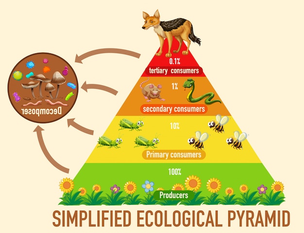 Ciencia Pirámide Ecológica Simplificada | Vector Gratis